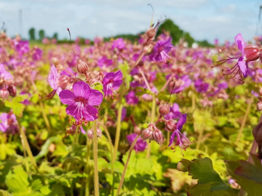 bodendecker Geranium macrorrhizum - Balkan-Storchschnabel